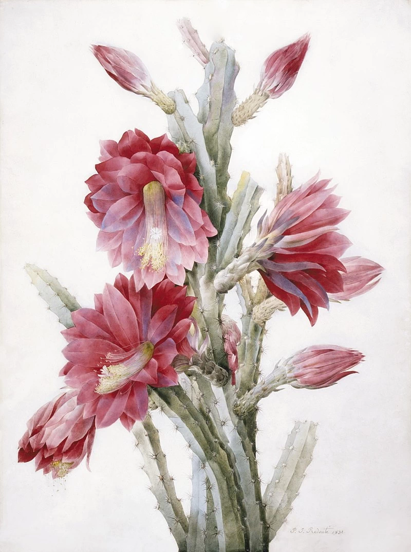 Heliocereus Speciosus